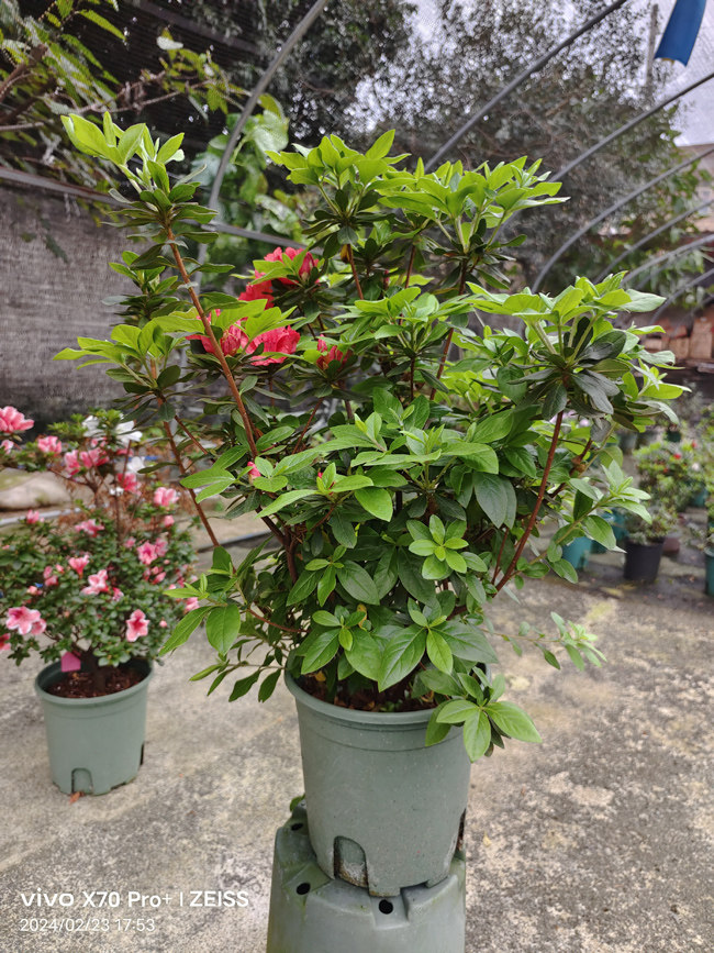 【一物一拍】红珊瑚 二加仑超壮苗包邮新品春鹃美国重瓣大花杜鹃