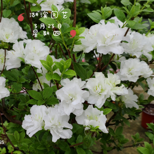 新品 白凤三号 春鹃东洋杜鹃花园阳台庭院开花灌木 夏日4折