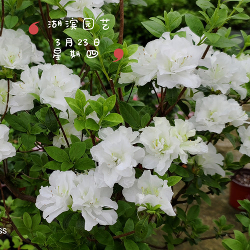 夏日6折白凤三号春鹃大型花杜鹃