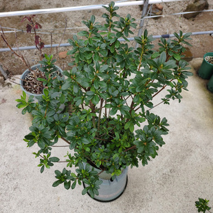 【一物一拍】若惠比须 二加仑带花苞超壮苗包邮 东洋皋月杜鹃花