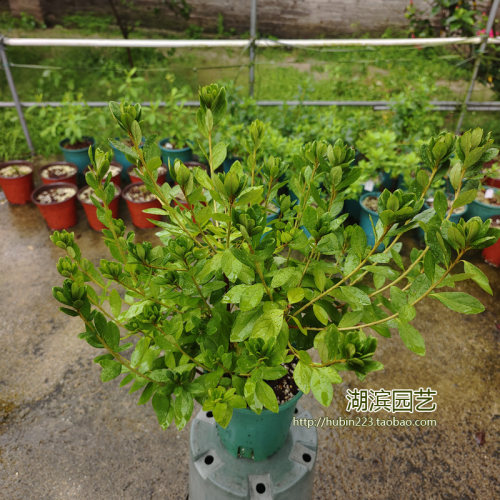 大河之春网红品种多分枝根系满壮