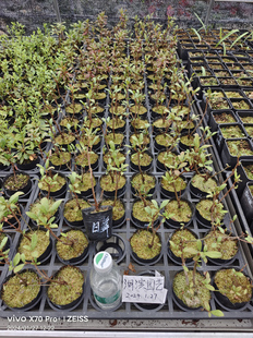 【清仓苗小】杜鹃 东鹃久留米皋月清仓苗小 具体请看里面苗情实拍