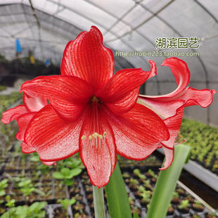 【湖滨园艺】星尘 荷兰大花红边喷溅斑朱顶红孤挺花切球苗带盆发
