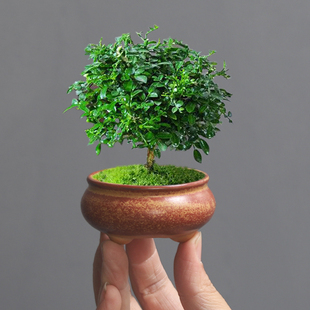 珍拇指盆室内外 高颜值迷你微景观造景小花盆绿植专用盆陶瓷小号袖