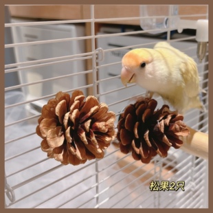 鹦鹉啃咬用品天然松果松球牡丹磨嘴玩具解闷用品鸟笼装饰玄凤