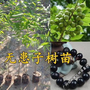 珍贵中药无患子树苗南北方耐寒植物鬼见愁肥皂绿化庭院风水树