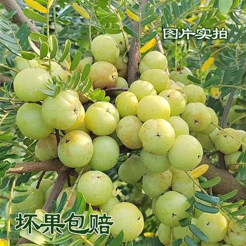 潮汕揭阳现摘甜种油甘果包邮