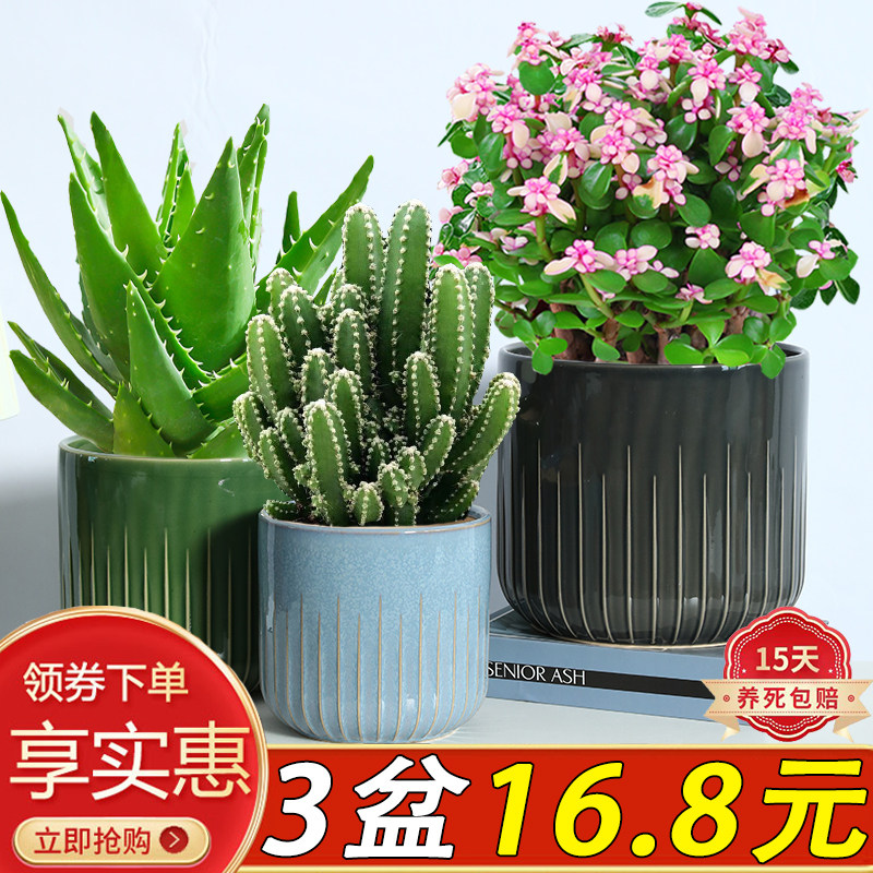 办公桌耐旱好养活除甲醛多肉植物