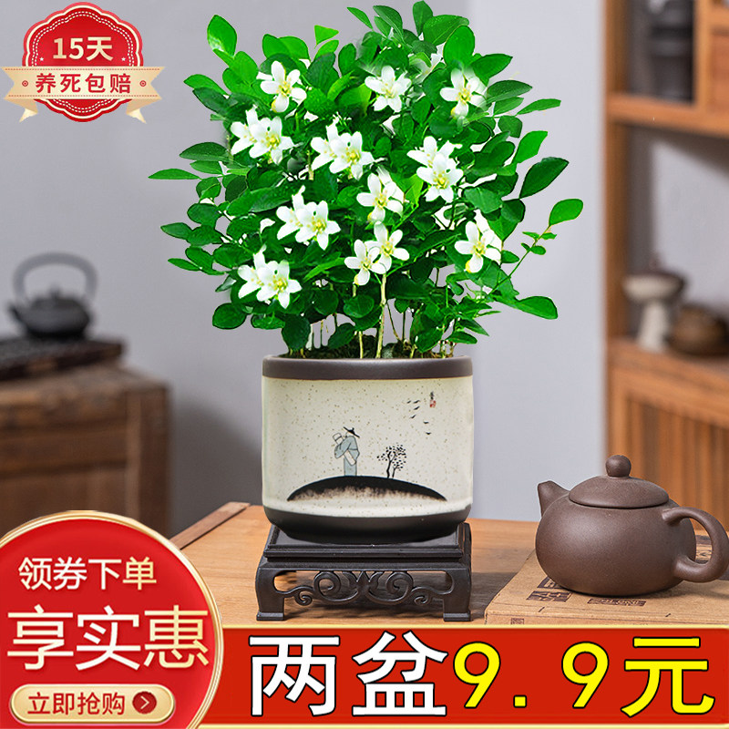 九里香盆栽室内四季芳香花苞好养
