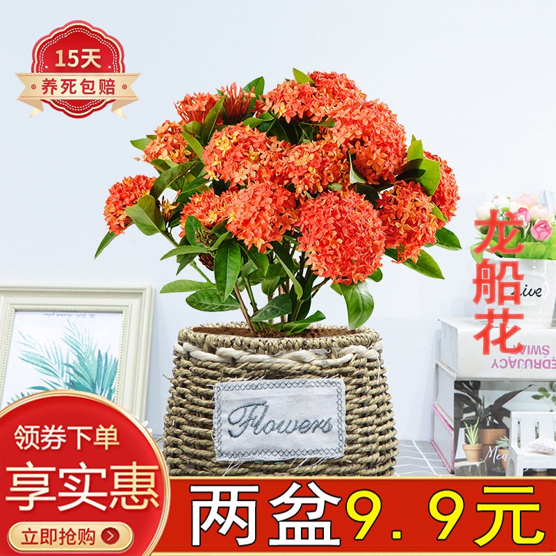 龙船花客厅办公室四季开花吸水盆