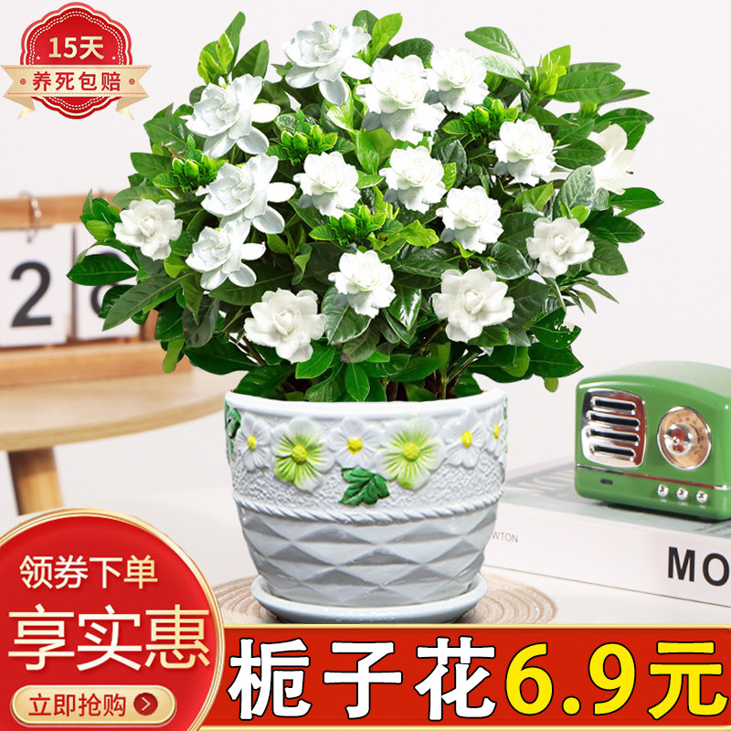 小叶栀子花花卉室内带花苞好养活