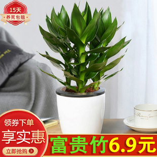 富贵竹盆栽绿植室内客厅荷花竹净化空气土培植物好养活美观步步高