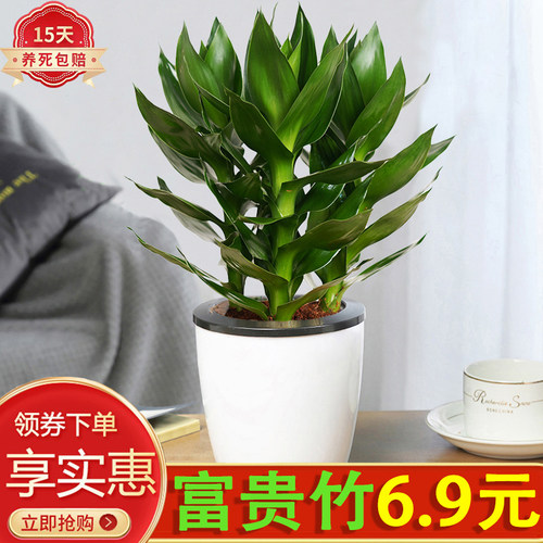富贵竹盆栽室内净化空气懒人好养