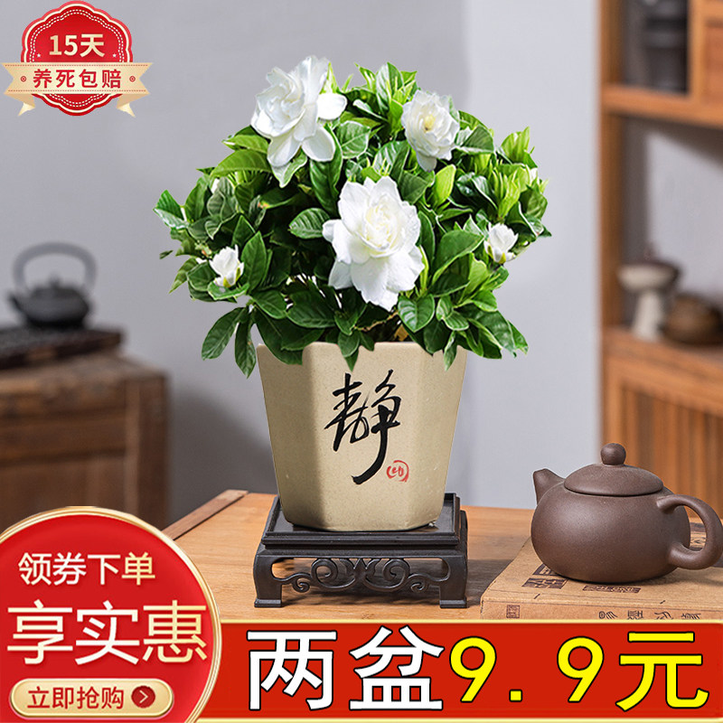栀子花九里香花卉室内四季芳香
