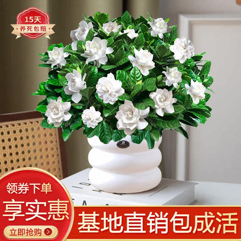 栀子花室内客厅阳台观赏好养活