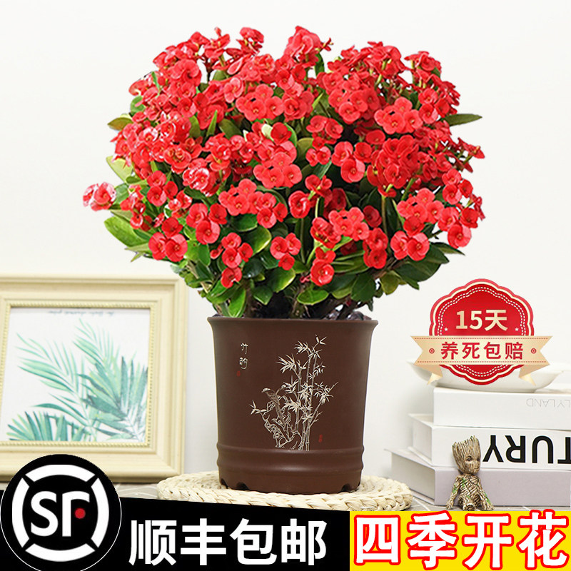 铁海棠虎刺梅阳台四季开花好养活