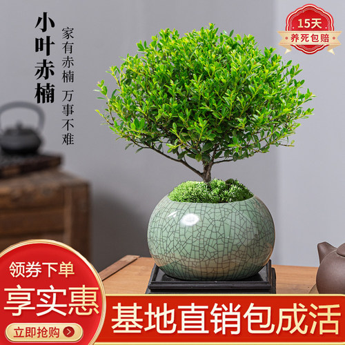 小叶赤楠茶几客厅观赏陶瓷盆好养