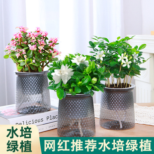 绿萝发财树铁海棠长寿花文竹懒人水培绿植自选繁星盆套餐桌面盆栽