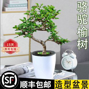 榆树老桩小叶盆景绿植室内书房桌面好养易活美观懒人四季常青盆栽