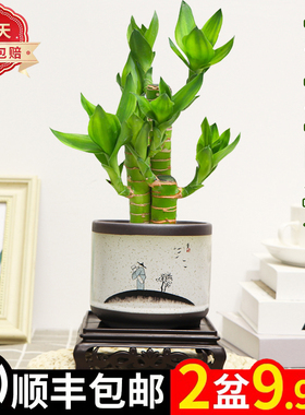 步步高盆栽绿植四季常青好养活美观净化空气富贵竹荷花竹室内客厅