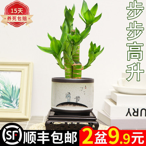 步步高盆栽室内除甲醛防辐射好养