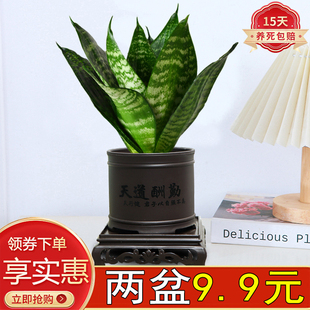 虎皮兰盆栽绿植室内耐旱好养活青叶虎耳兰四季常青新房吸甲醛陶瓷