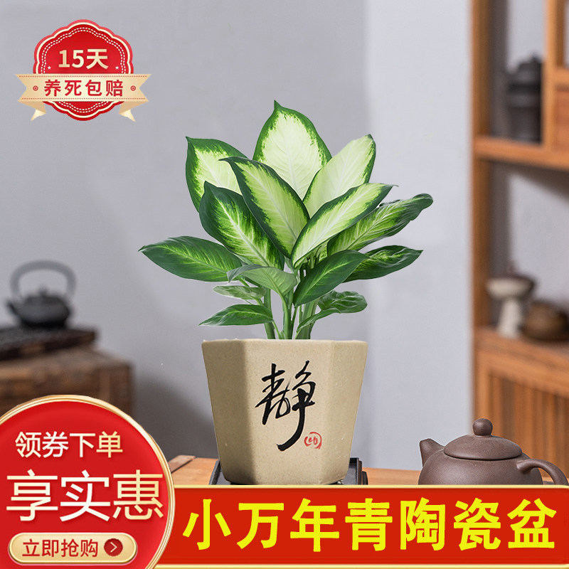 万年青办公室观赏陶瓷盆小盆栽