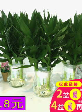 绿萝盆栽观音富贵竹水培植物室内办公室盆栽植物水养竹绿植观音竹