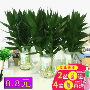 绿萝盆栽观音富贵竹水培植物室内办公室盆栽植物水养竹绿植观音竹