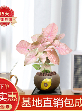 红粉佳人中式陶瓷盆合果芋彩叶芋粉色恋人室内绿植花卉办公室观赏