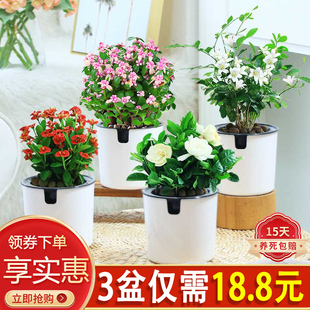 绿萝盆栽绿植懒人自吸盆景新款铁海棠发财树室内客厅办公桌面水培