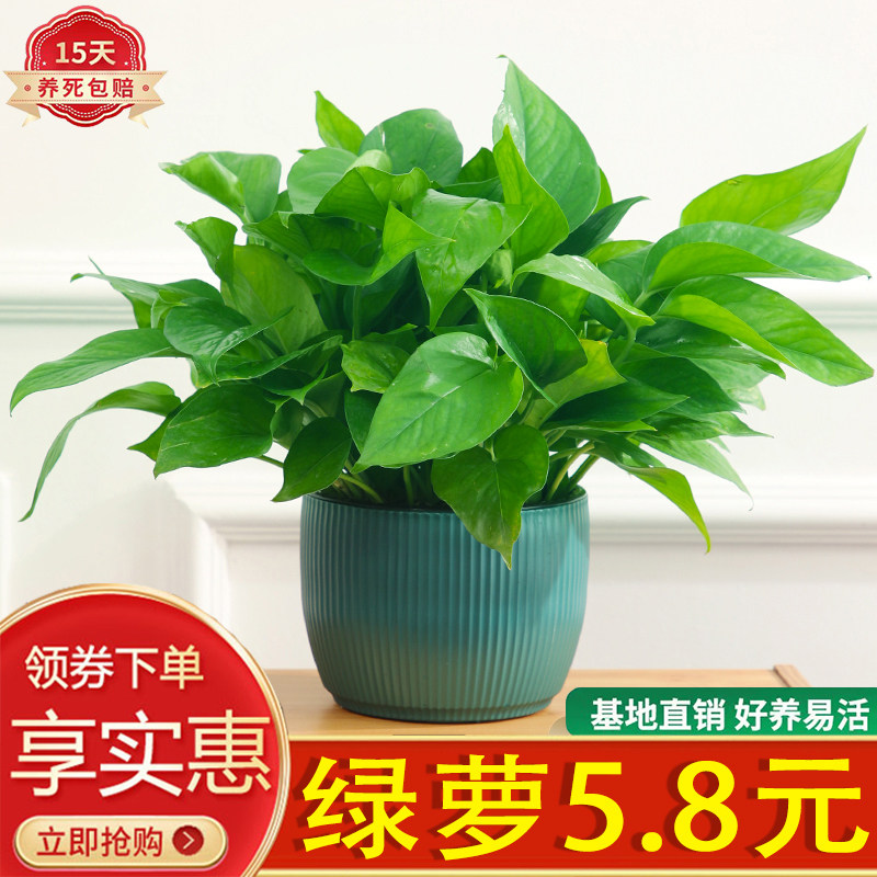 绿萝植物室内净化空气懒人好养活