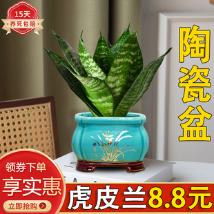 青叶虎耳兰盆栽绿植金边虎皮兰室内客厅好养活四季常青陶瓷小盆景