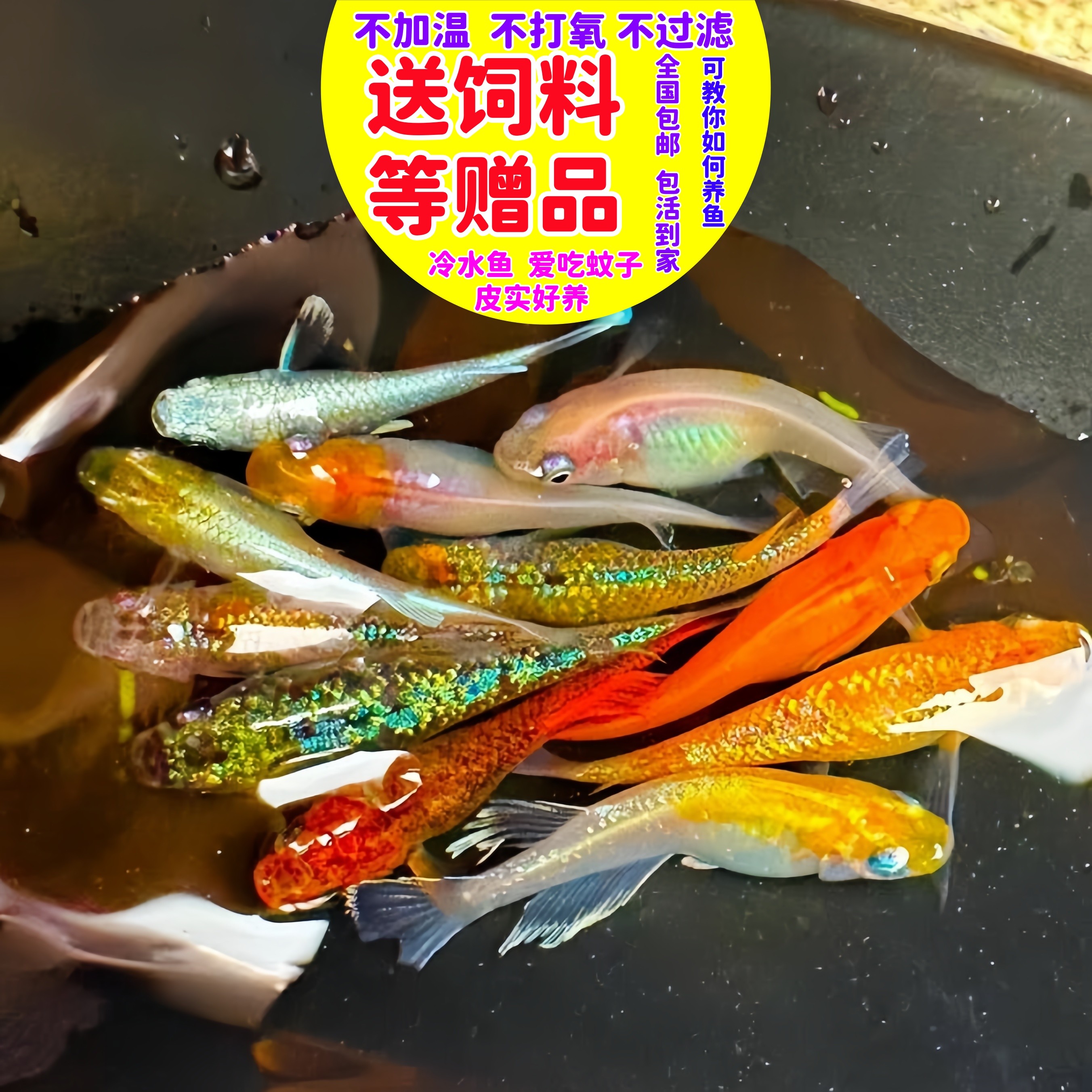 观背青鱂鱼观赏青鱂鱼小型观赏鱼自来水好养耐活小鱼不打氧冷水鱼