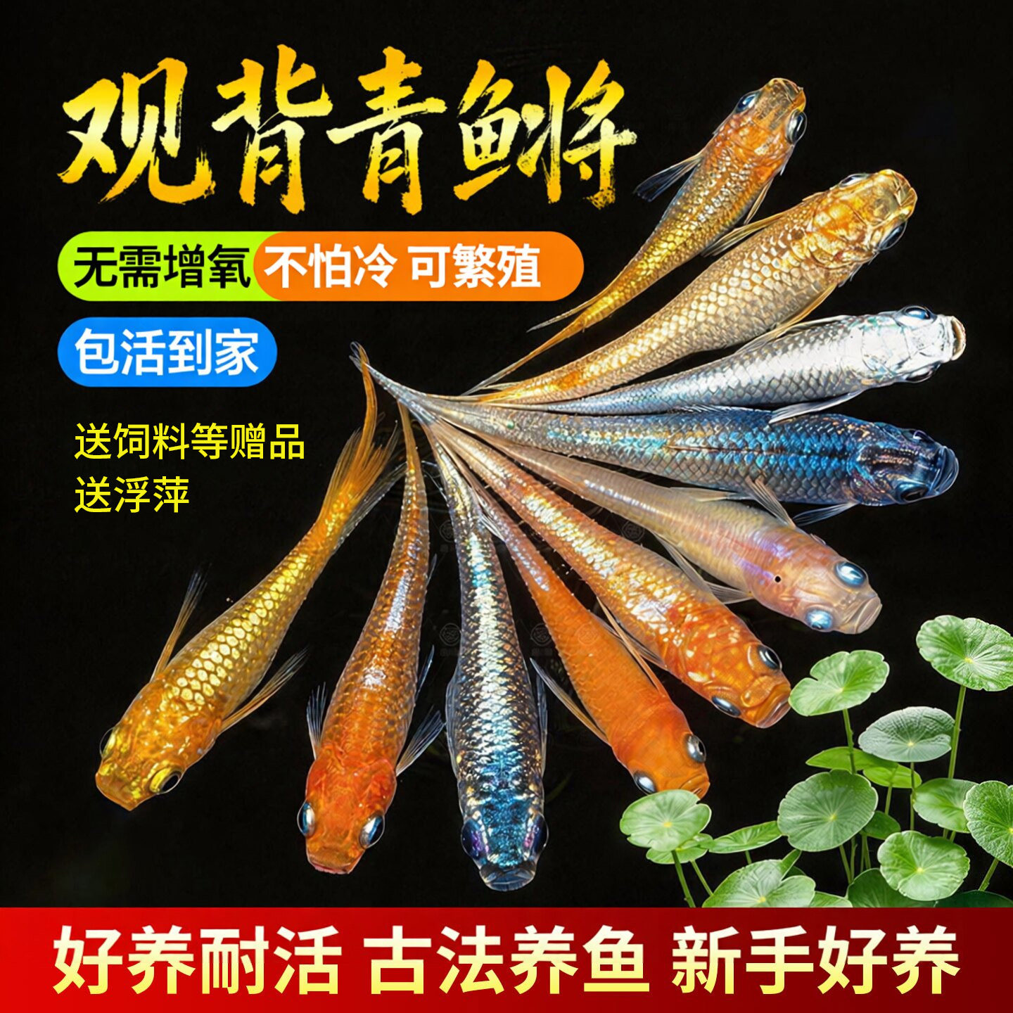 观背青鱂鱼观赏青鱂鱼小型观赏鱼自来水好养耐活小鱼不打氧冷水鱼