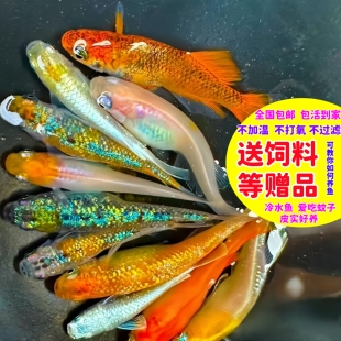 观背青鱂鱼送饲料观背青锵鱼星光淡水好养耐活冷水鱼不打氧观赏鱼