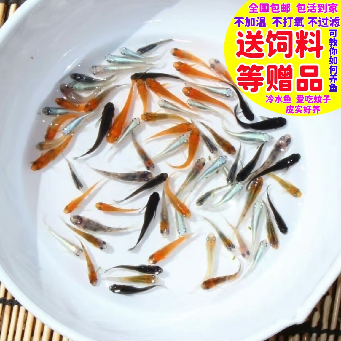 观背青鳉鱼星光饲料青锵鱼小鱼好养不加温不打氧小型观赏鱼冷水鱼,宠物/宠物食品及用品,鱼,淘宝优惠券,粉丝福利购,淘宝优惠卷