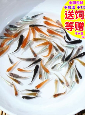 观背青鳉鱼星光饲料青锵鱼小鱼好养不加温不打氧小型观赏鱼冷水鱼