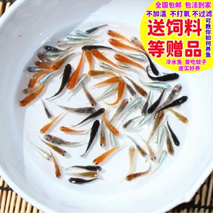 观背青鳉鱼星光饲料青锵鱼小鱼好养不加温不打氧小型观赏鱼冷水鱼