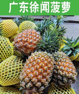 【产地直采】广东湛江徐闻菠萝新鲜现摘3斤5斤9斤当季水果凤梨