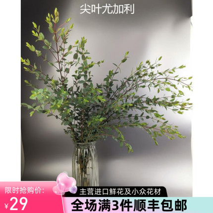 花品会荷兰进口小叶尖叶尤加利叶进口花材鲜花速递全国配材花草