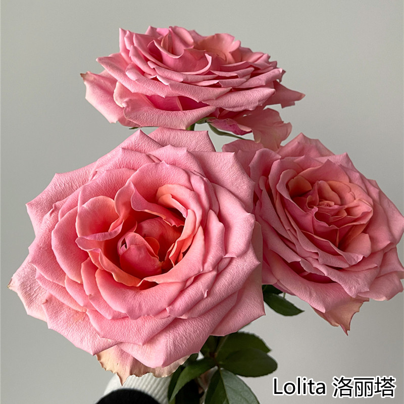 厄瓜多尔进口花材鲜花速递Lolita 洛丽塔玫瑰花10支新品