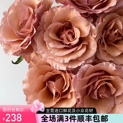 厄瓜多尔进口moab莫泊玫瑰花