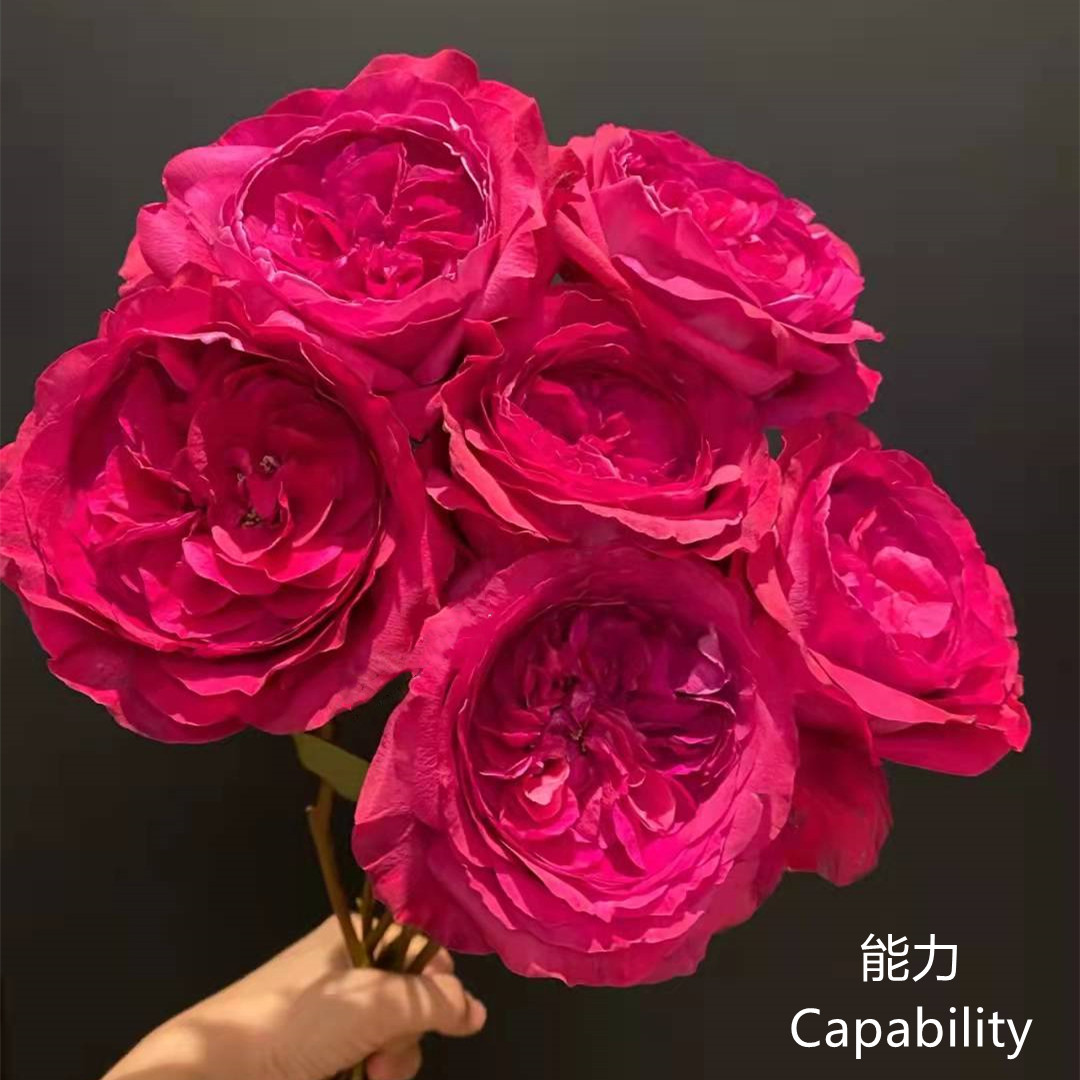 肯尼亚David Austin Capability大卫奥斯汀能力玫瑰花鲜花12支
