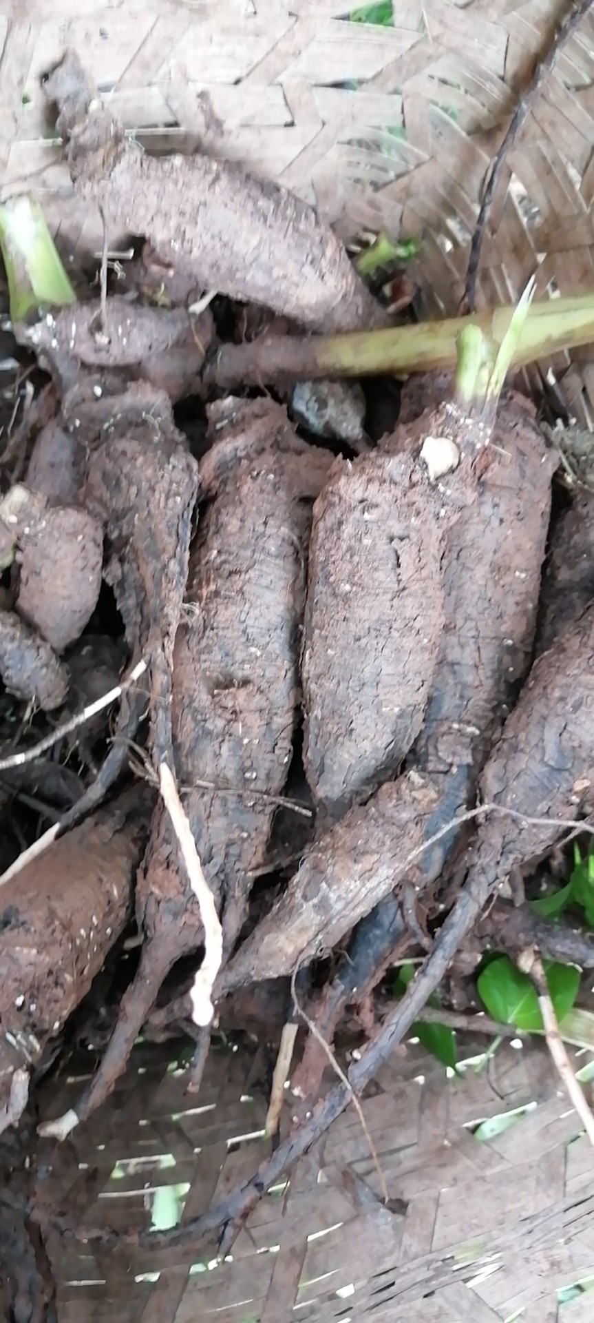 四川新鲜现挖入地老鼠钻地老鼠汤料红白胭脂花根紫茉莉根非种