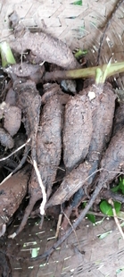 四川新鲜现挖入地老鼠钻地老鼠汤料红白胭脂花根紫茉莉根非种