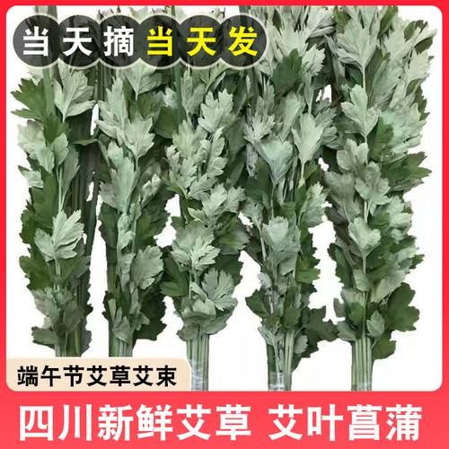 新鲜艾草艾叶菖蒲端午节全株艾草叶长颗艾束端午挂门艾蒿花束