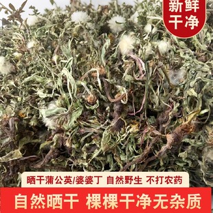 四川山上挖晒干新鲜蒲公英婆婆丁灯笼花非人工种植农家自晒无硫