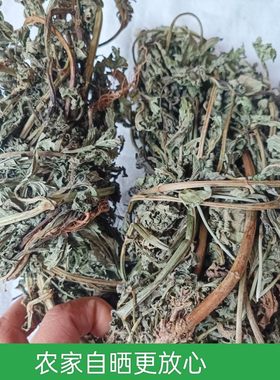 四川野生马鞭草马鞭梢铁马鞭马边草山上采摘自己晒的无熏硫500克