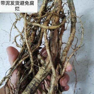 四川野生蓖麻根红蓖麻根 农村红梗蓖麻根 新鲜蓖麻根 红篦叶